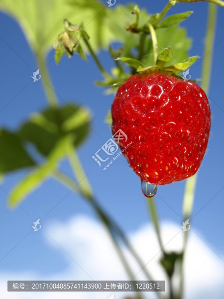草莓滴