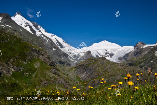 flowers,under,the,grossglockner