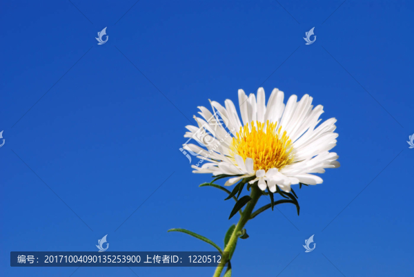 藍色的花