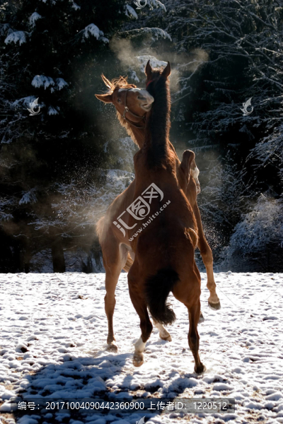 在雪地里跳舞的馬