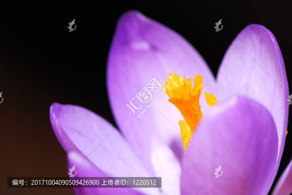 花卉