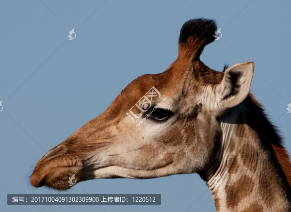 長(zhǎng)頸鹿