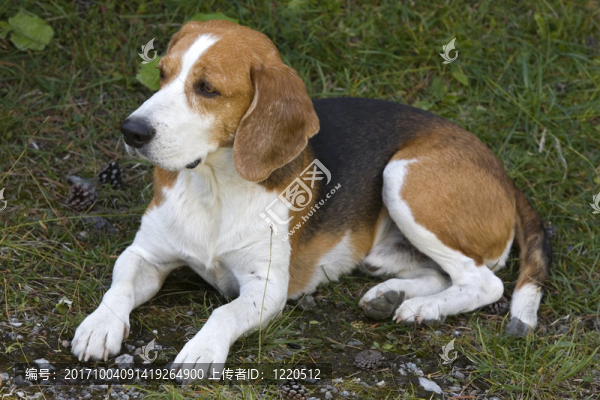 比格犬