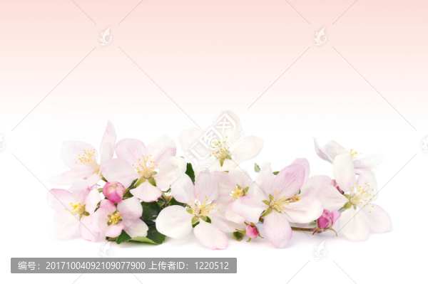 樹