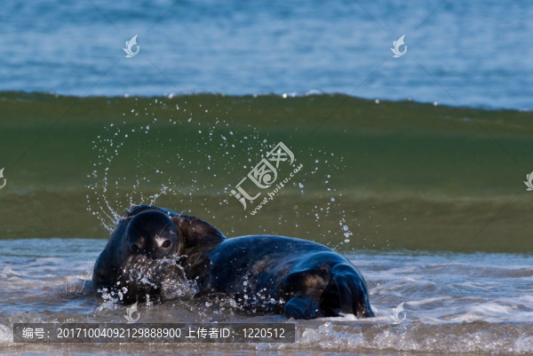 沙灘上的灰海豹
