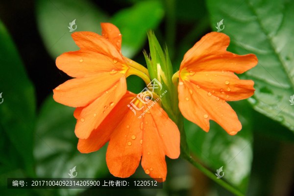 crossandra,02