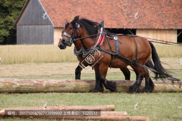 ardennes,and,belgian,draft,horse