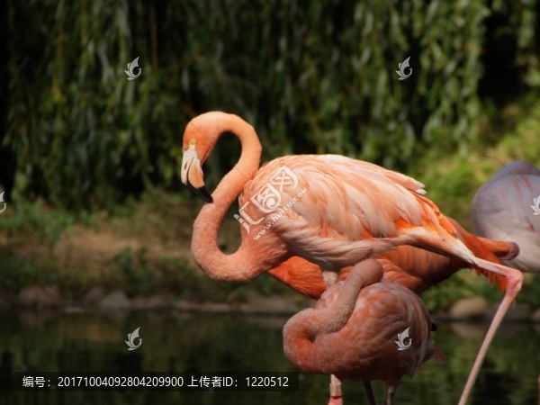 火烈鳥(niǎo)