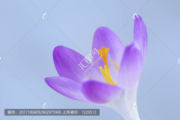 花卉