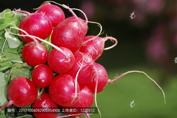 成熟