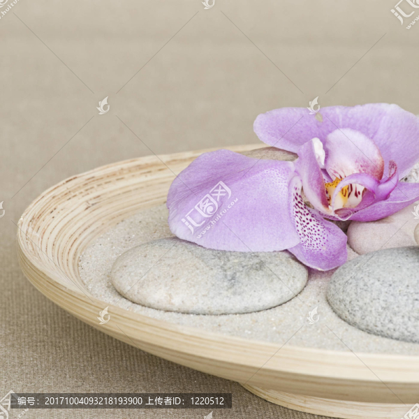 非洲菊和卵石