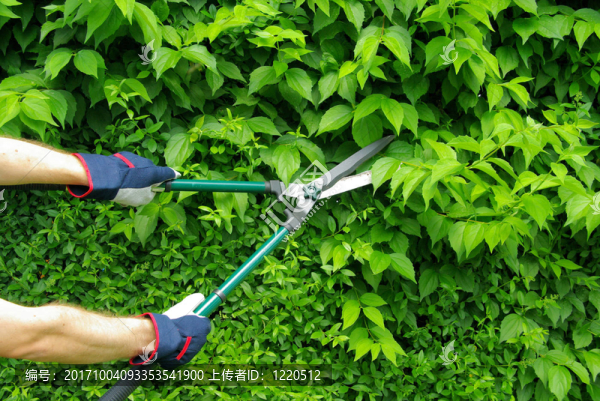 樹籬剪成樹籬08