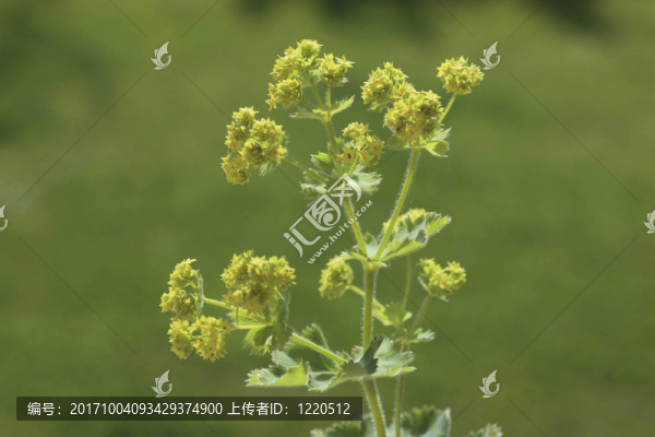 藥用植物