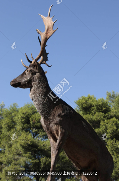 hirsch,profile