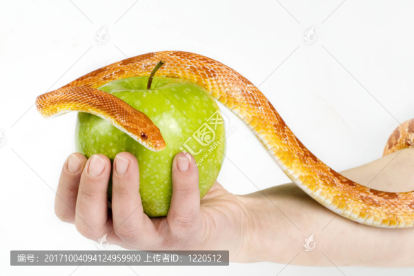 蛇