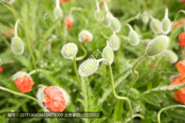 花卉