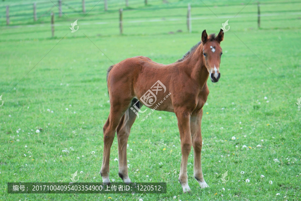 小馬
