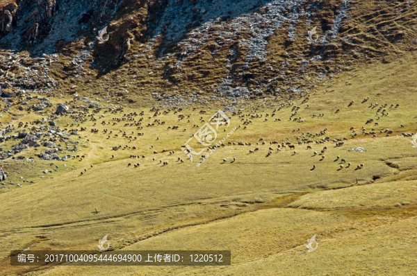moutons
