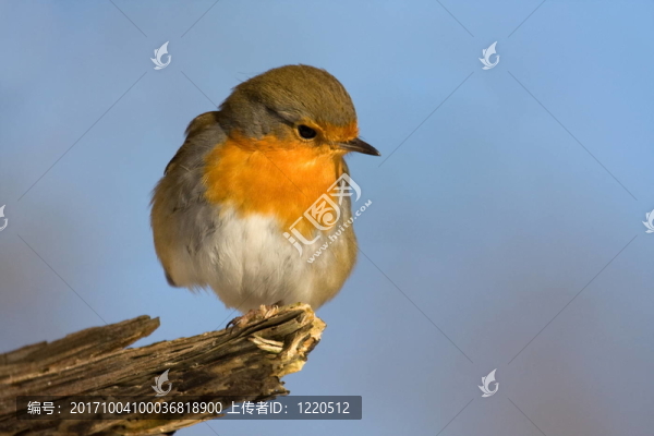 羅賓