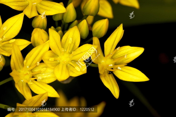 黃金星-匯圖網(wǎng) www.fosd68.com 黃金星