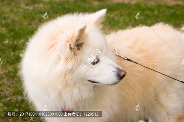 狗