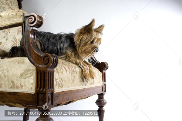動物