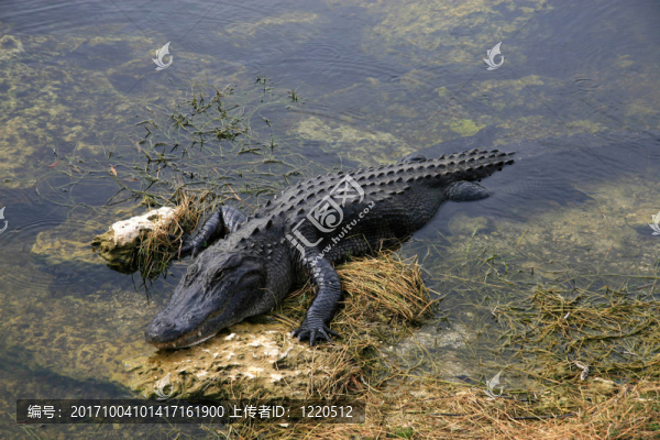 鱷魚