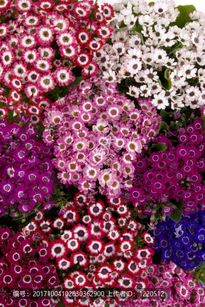 花卉