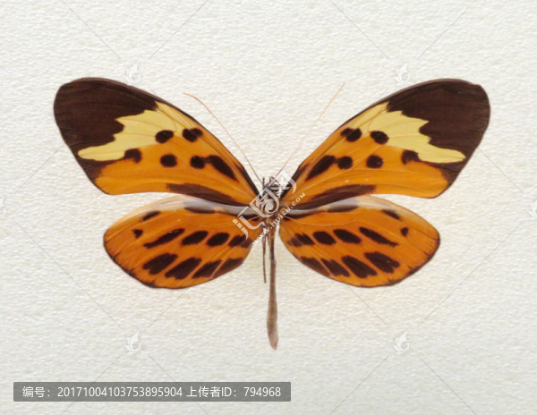 美洲白條蘋(píng)綃蝶
