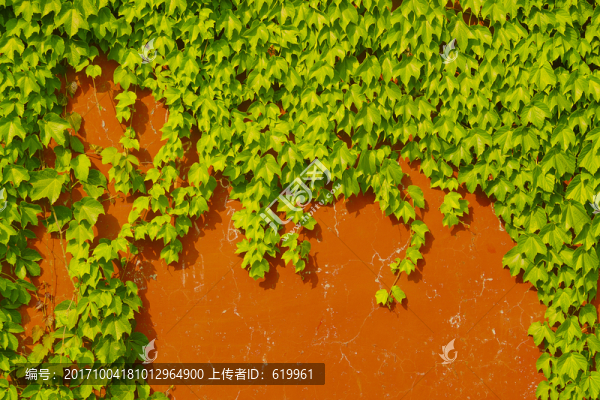 爬山虎綠色植物