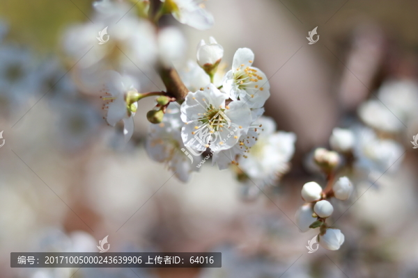 梨花