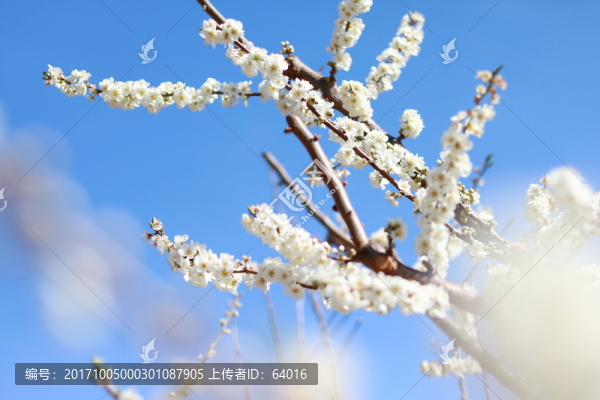 梨花