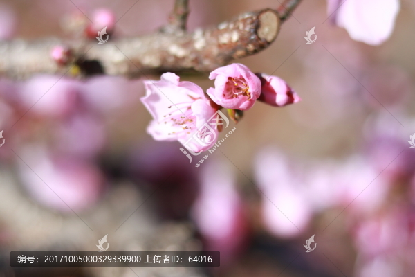 桃花