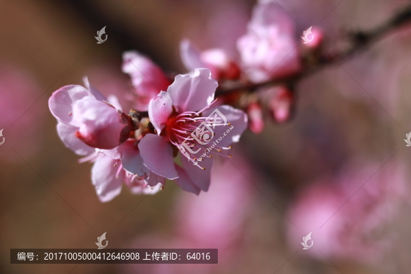 桃花