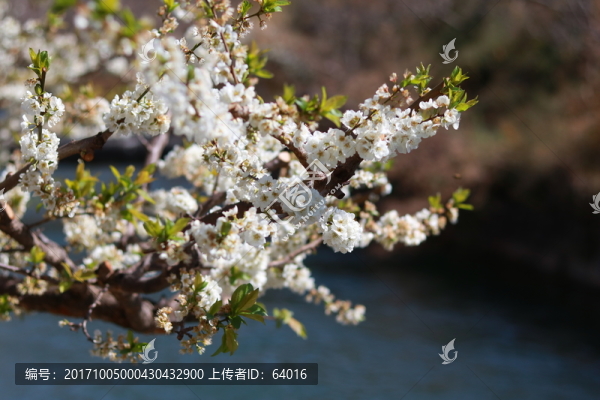 梨花