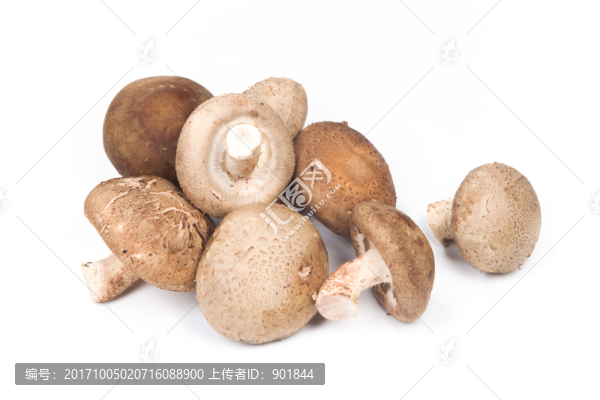 香菇