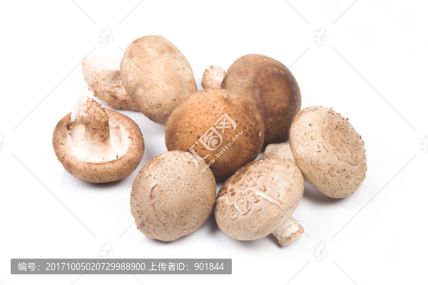 香菇