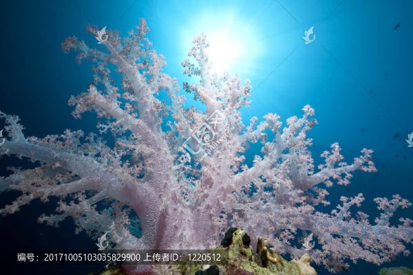 藍(lán)色的光芒