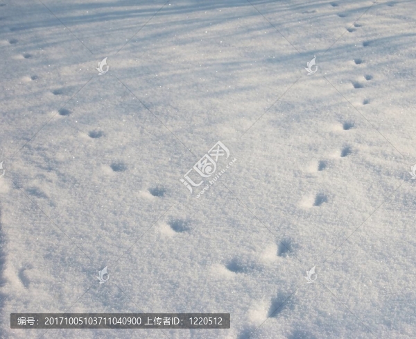 雪地里的足跡