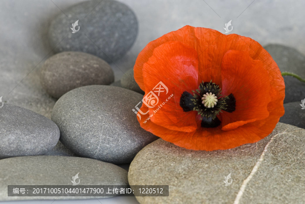 紅色罌粟花