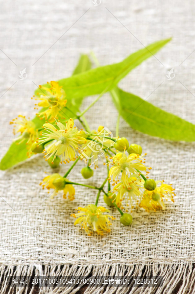 花卉