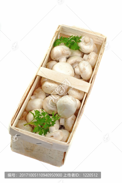 白蘑菇