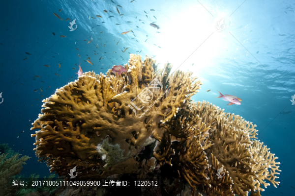 藍(lán)色的光芒