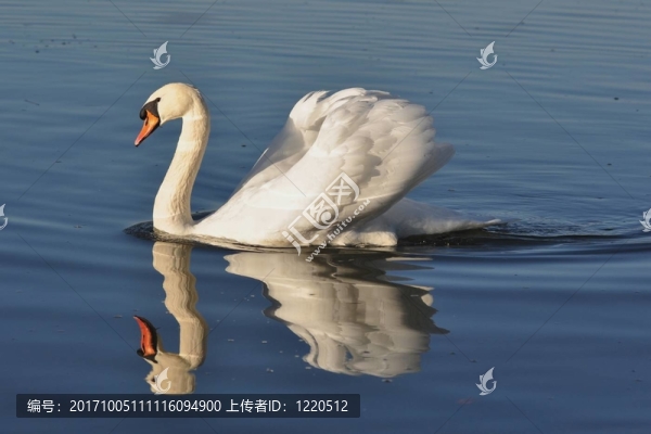天鵝8421