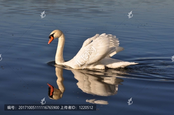 鳥(niǎo)