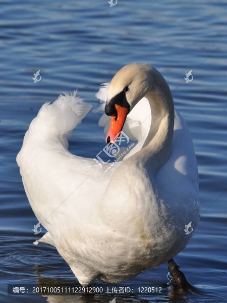 鳥