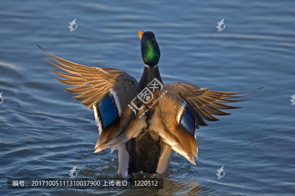動物