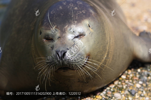 密封