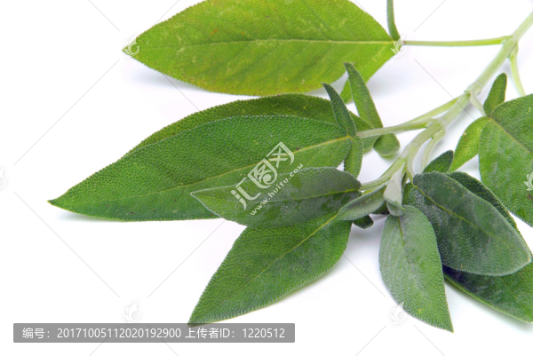 鼠尾草葉-葉08