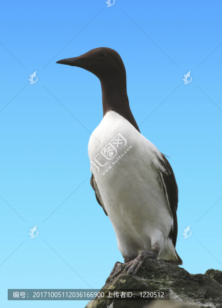 藍(lán)鳥